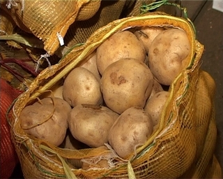В Уссурийске выявили 4 очага заболеваемости картофеля золотистой нематодой