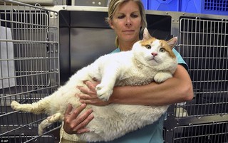 Кот по кличке Мяу весит 18 кг