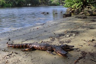 Во Флориде появился двухголовый аллигатор