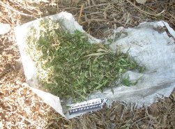 Более 10 кг марихуаны изъяли у жителя Уссурийска