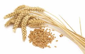 Уссурийской компании запретили отправку партии зерна на Камчатку 