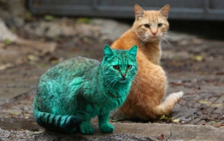 Зеленый кот из Варны