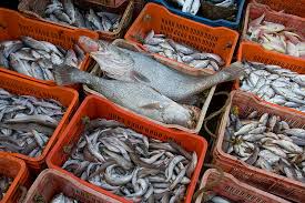 В уссурийском рыбном цеху обнаружены 1200 кг просроченного сырья и продукция из будущего