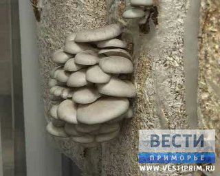Под Уссурийском собирают урожай грибов с грядок. (Видеорепортаж)