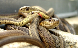 В Приморье зафиксировано нашествие змей
