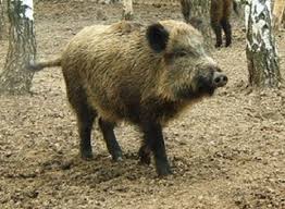В Уссурийске обнаружен вирус чумы свиней