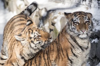 Пойманные в приморском селе тигрята преподнесли специалистам гендерный сюрприз