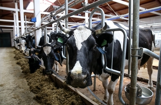 Молочная ферма появится в Уссурийске