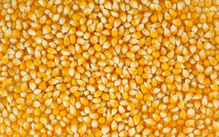 Управлением Россельхознадзора запрещен вывоз в КНР почти 7 тысяч тонн зерна кукурузы и сои, засоренного семенами амброзии