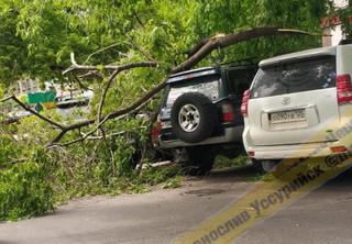 В Уссурийске в центре города дерево упало на автомобиль