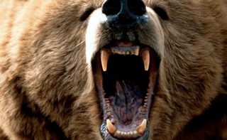 Медведь напал на женщину в зоопарке Уссурийска, «осталась без ноги»: подробности трагедии