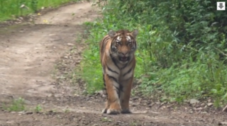Амурского тигра встретили автолюбители недалеко от Уссурийска