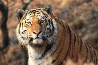 Труп амурского тигра обнаружен в Хабаровском крае