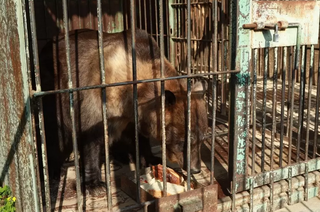 Жизнь ради косолапых: как и от кого уже много лет спасают медведей в Уссурийске