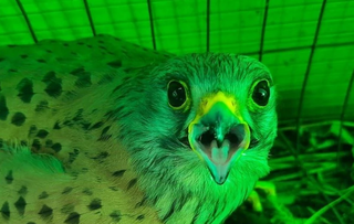 Сотрудники кислородного завода в Приморье спасли от гибели хищную птицу