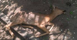 «Оно мучается»: дикое животное угодило под колеса в Приморье