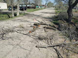 До конца июля в Уссурийске проведут санитарную обрезку почти 200 деревьев