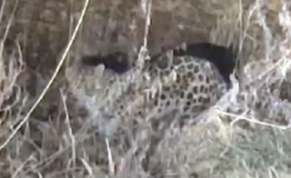 Дикого леопарда заметили в Уссурийске