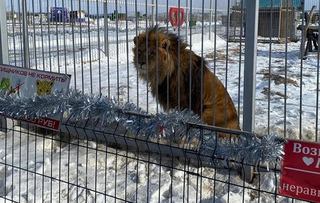 Россияне выступили против убийства приморского льва Аристо, едва не отгрызшего руку пьяной женщине