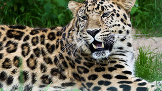 Дом для леопардов: в Уссурийске откроют нацпарк «Северный Владивосток»