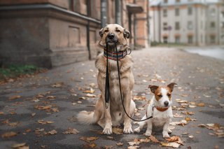Административная комиссия штрафует владельцев, собаки которых находятся на самовыгуле