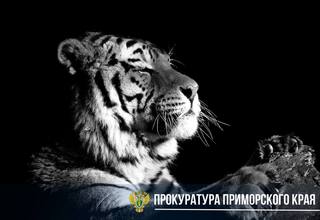 В Приморье постановлен приговор за убийство амурского тигра