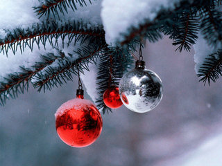 Новогоднюю красавицу в этом году можно будет купить от 600 до 2000 рублей