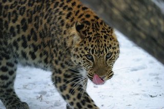 Малоснежные зимы в Приморье второй год срывают мониторинг леопардов