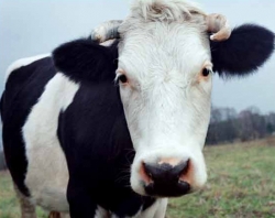 Уссурийский округ является лидером Приморья по количеству крупного рогатого скота