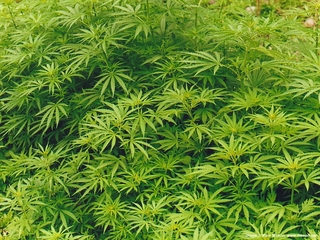 Полиция уничтожила 246 тонн наркосодержащих растений в Приморье в ходе спецоперации 